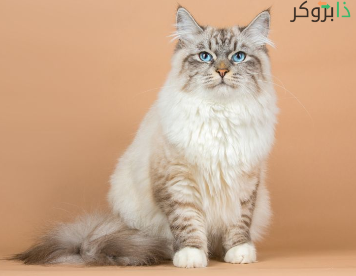 قط سيبيري