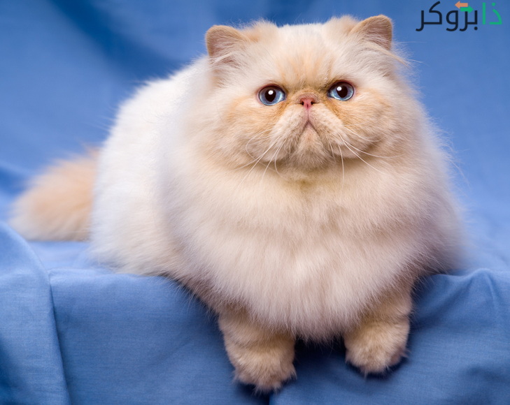 قط هيمالايا