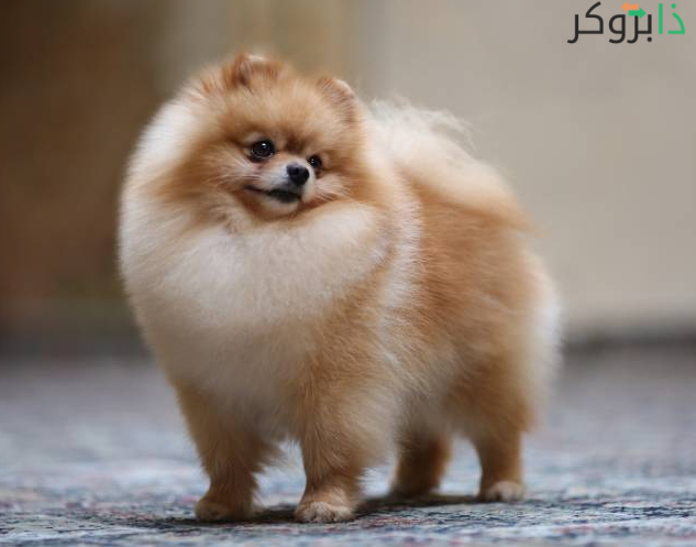 كلب البوميرانيان