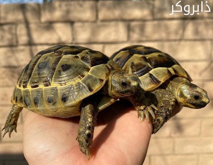 السلاحف اليونانية