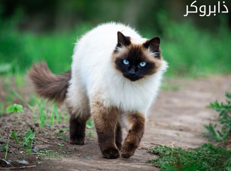 قطط الهيمالايا