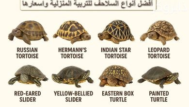 افضل أنواع السلاحف المنزلية واسعارها