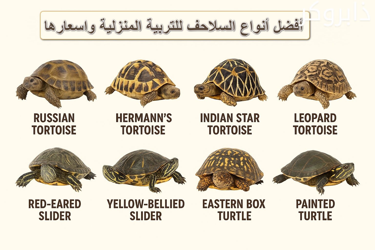 افضل أنواع السلاحف المنزلية واسعارها